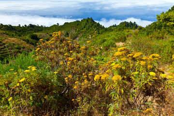 Costa norte. Vista del Barranco de Franceses. Isla La Palma. Pronvincia Santa Cruz. Islas Canarias. Espa&ntilde;a