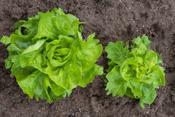 Salad seen from above in a garden 