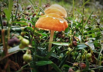 Dewy Mushroom