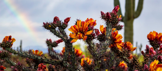 Landscapre Ratio Of Cactus Flowers with Rainbow and cactus in background