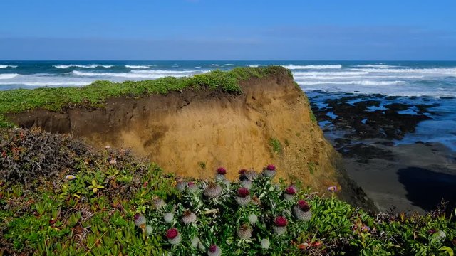 sliding pan of beautiful California coastline with vibrant bluff and churning surf in the background and cobwebby thistle with purple flowers in foreground