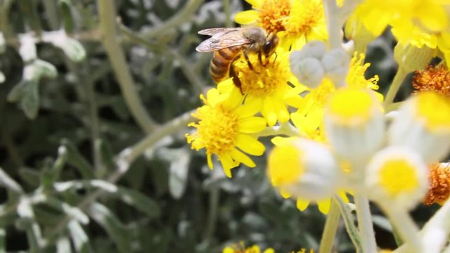 bee on yellow wild flowers
