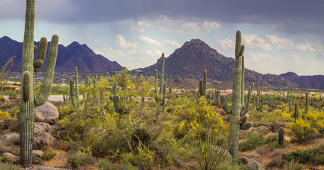 Landscape Image Of North Scottsdale Arizona