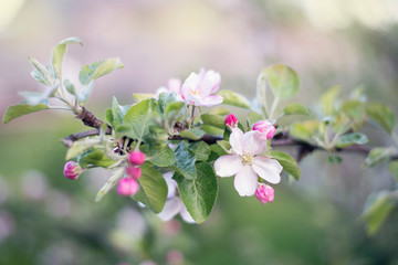 Obraz premium Flowering apple tree branch.