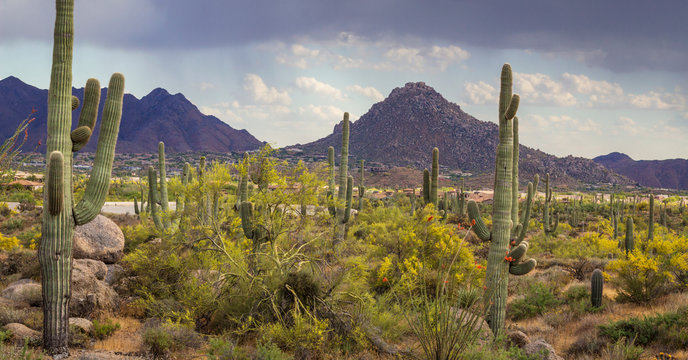 Desert Landscape Scenery Spring Time With Cactus In North Scottsdale Arizona