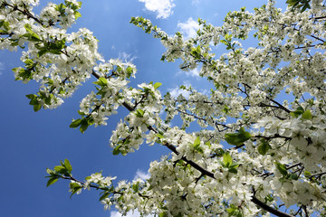 Flowers of the cherry blossoms on a spring day