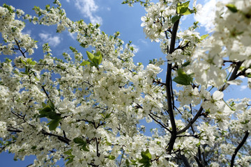 Flowers of the cherry blossoms on a spring day