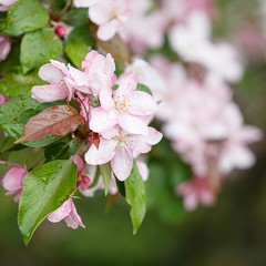 Closeup of blooming branches of an apple tree in a park. A branch of pink flowers of an apple tree on a flowering tree. Allergy season. Spring concept