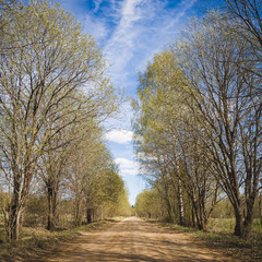 Obraz premium Closeup of a country road surrounded by trees. Spring rural landscape with blue sky and clouds. Country road