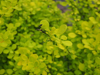A distinct black little fly against a background of green vegetation