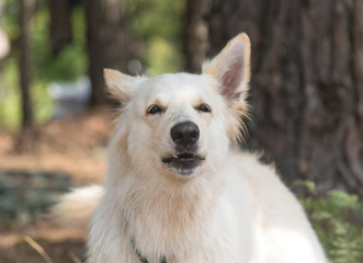Obraz premium Dog breed Chien berger blanc suisse in summer forest the dog howls and barks