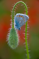 Male Common Blue Butterflies Polyommatus icarus lands on a red poppy flower bud