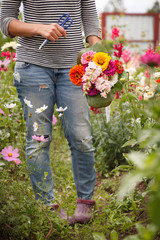 A beautiful bouquet of freshly cut Dahlia flowed common zinnia and Snapdragon flowers, in the hands of a young woman against the backdrop of a blooming garden. Gardening. Rural life