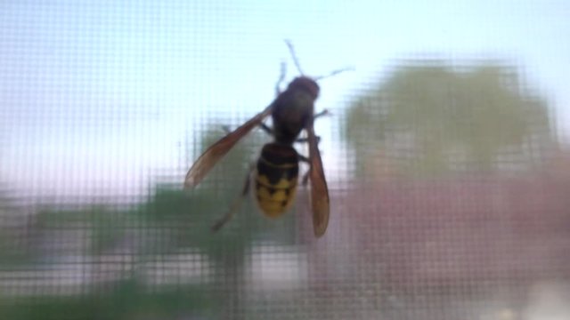 Hornet on mosquito window grid, slow motion