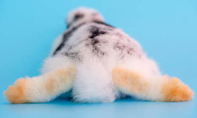 The back of little black and white bunny rabbit on blue background