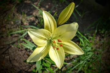 Fototapeta premium lily, flower, nature, yellow, plant, spring, lily, white, garden, flora, blossom, green, flowers, beauty, macro, petal, bloom, petals, beautiful, floral, summer, color, lilies