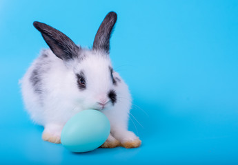Little black and white bunny rabbit with blue easter egg on blue background