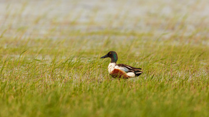Männliche Löffelente in einer überschwemmten Feuchtwiese