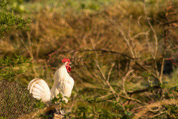 Rooster in the morning