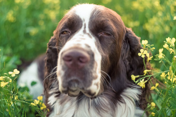 Muzzle dog, close-up. Dog breed English Springer Spaniel walking in summer wild flowers field in nature outdoors on evening sunlight