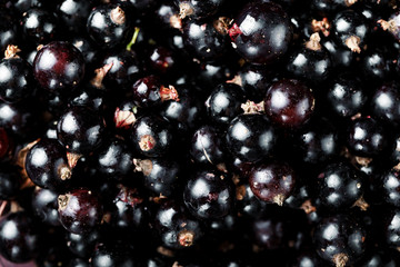 black currant top view.
