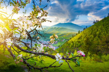 Beautiful spring early summer flower close up with mountain landscape background