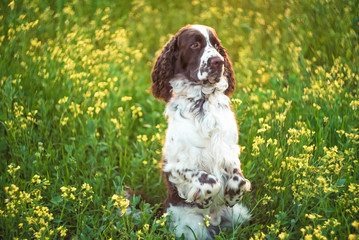 The dog is sitting on the priest, the front paws are raised. Dog breed English Springer Spaniel walking in summer wild flowers field in nature outdoors on evening sunlight