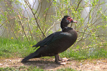 Duck - a representative of birds from several genera of the duck family