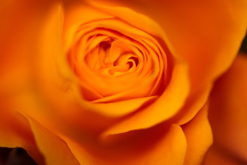 Beautiful delicate roses flowers clouseup picture. Macro, soft selective focus photo. Floral vintag toned background