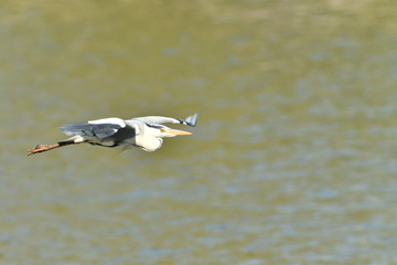 heron flying over pond detail with wings and beak