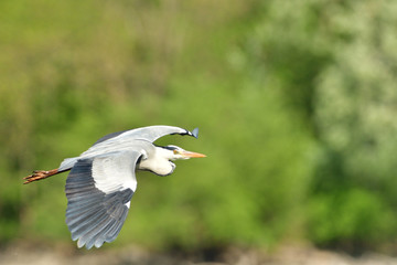 heron flying over pond detail with wings and beak