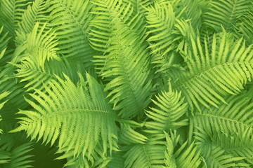 Fototapeta na wymiar Beautiful background of natural fern leaves. Like a jungle. Green fresh fern.