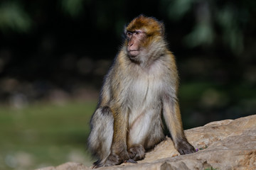 Barbary Macaque Monkeys in the Mid Atlas Mountains of MOrocco