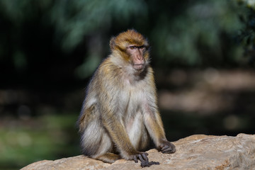 Barbary Macaque Monkeys in the Mid Atlas Mountains of MOrocco