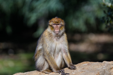 Barbary Macaque Monkeys in the Mid Atlas Mountains of MOrocco