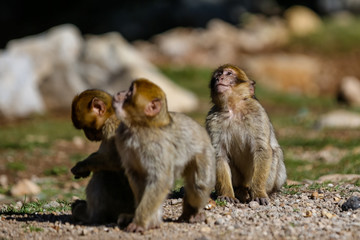 Barbary Macaque Monkeys in the Mid Atlas Mountains of MOrocco