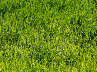 Background bright green grass.