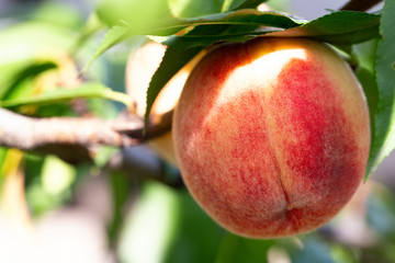 Sweet peach fruits ripening on peach tree branch in the garden.