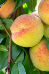 Sweet peach fruits ripening on peach tree branch in the garden.