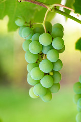 Vine and bunch of white grapes