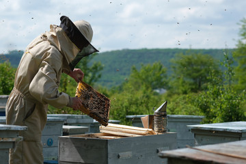 Beekeeper on apiary. Beekeeper is working with bees and beehives on the apiary.