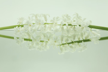 two white hyacinths placed in symmetry on a mirror on white background