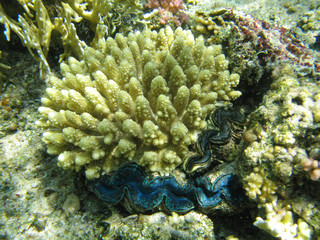 living underwater world