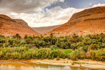 Vegetation along a river in southern Morocco