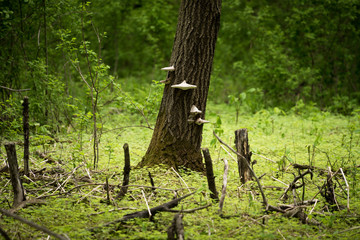 Polypore Fungus on a Tree Trunk