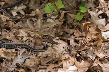 Garter Snake in the Leaves