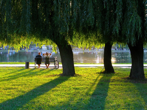 rest under willows