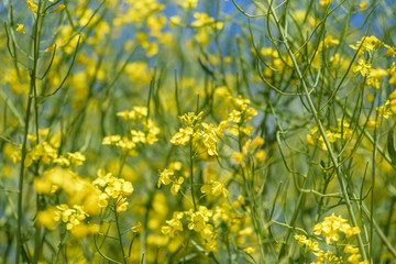 Blooming field of rapeseed. Photographed close-up at summer afternoon.