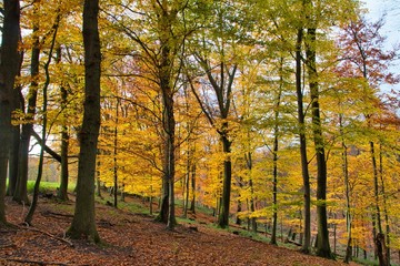 Herbstliches Neandertal