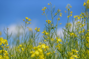 Fototapeta premium Blooming field of rapeseed. Photographed close-up at summer afternoon.